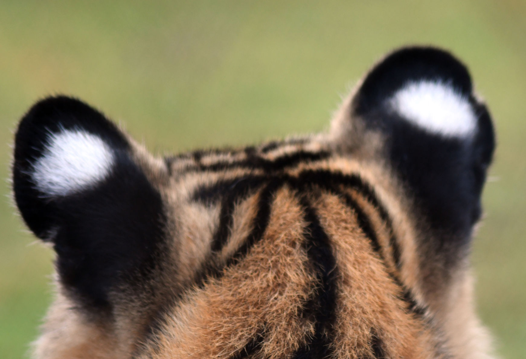 Mike VII 886.JPG